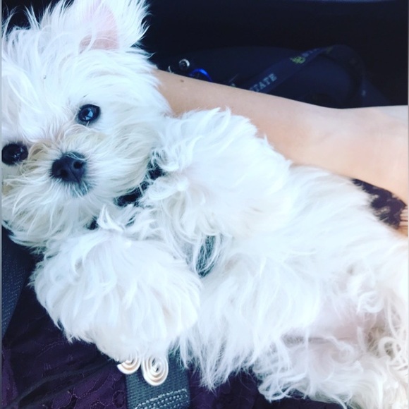 🐶 Flotation Vest XS - Picture 8 of 10